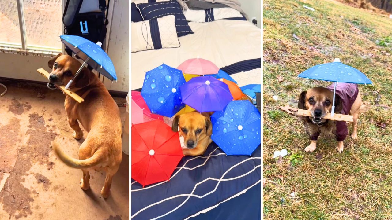 Lord Minion viral tiny umbrella dog with Nate Petroski