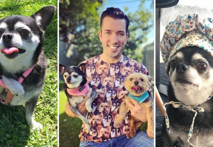 Property Brothers Star Jonathan Scott Mourns Loss of His Dog Gracie: ‘What a Wonderful 17 Years You Gave Me’
