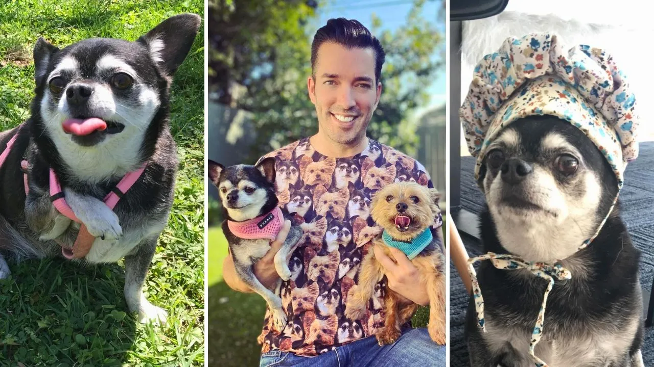 Property Brothers Star Jonathan Scott Mourns Loss of His Dog Gracie(02)
