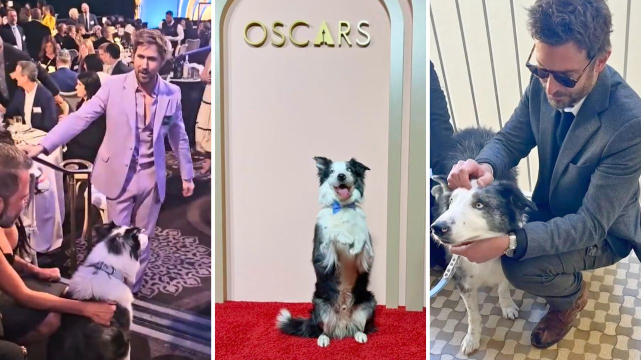 Ryan Gosling, Bradley Cooper, and Emma Stone and other celebrities Meet Messi, Canine Actor From Anatomy of a Fall