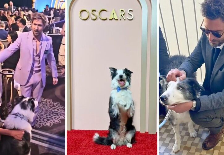 Pawstruck: Ryan Gosling, Bradley Cooper, and Emma Stone Meet Messi, Canine Actor From ‘Anatomy of a Fall'