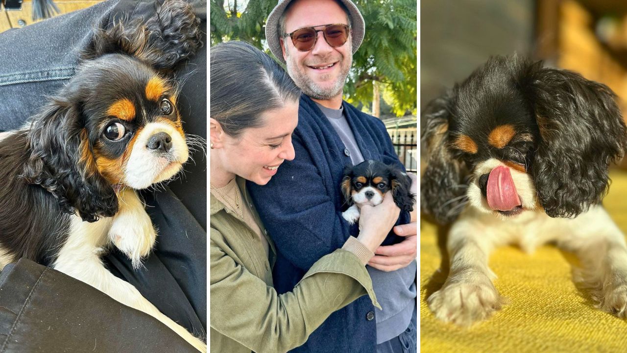 Seth Rogen and Lauren Miller Revealed Their New Puppy Named Ava Burrito