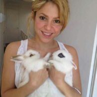 Shakira's pet Bunny Rabbits