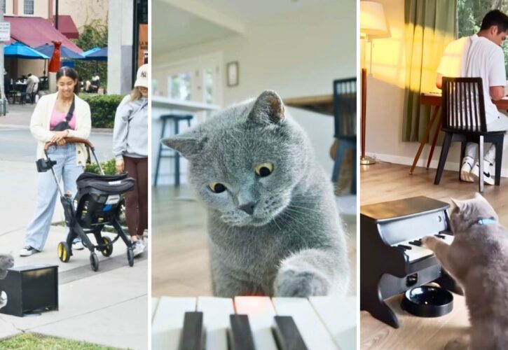 Someone Finally Trained Their Cat To Play Mozart (And Created the First Cat Piano)