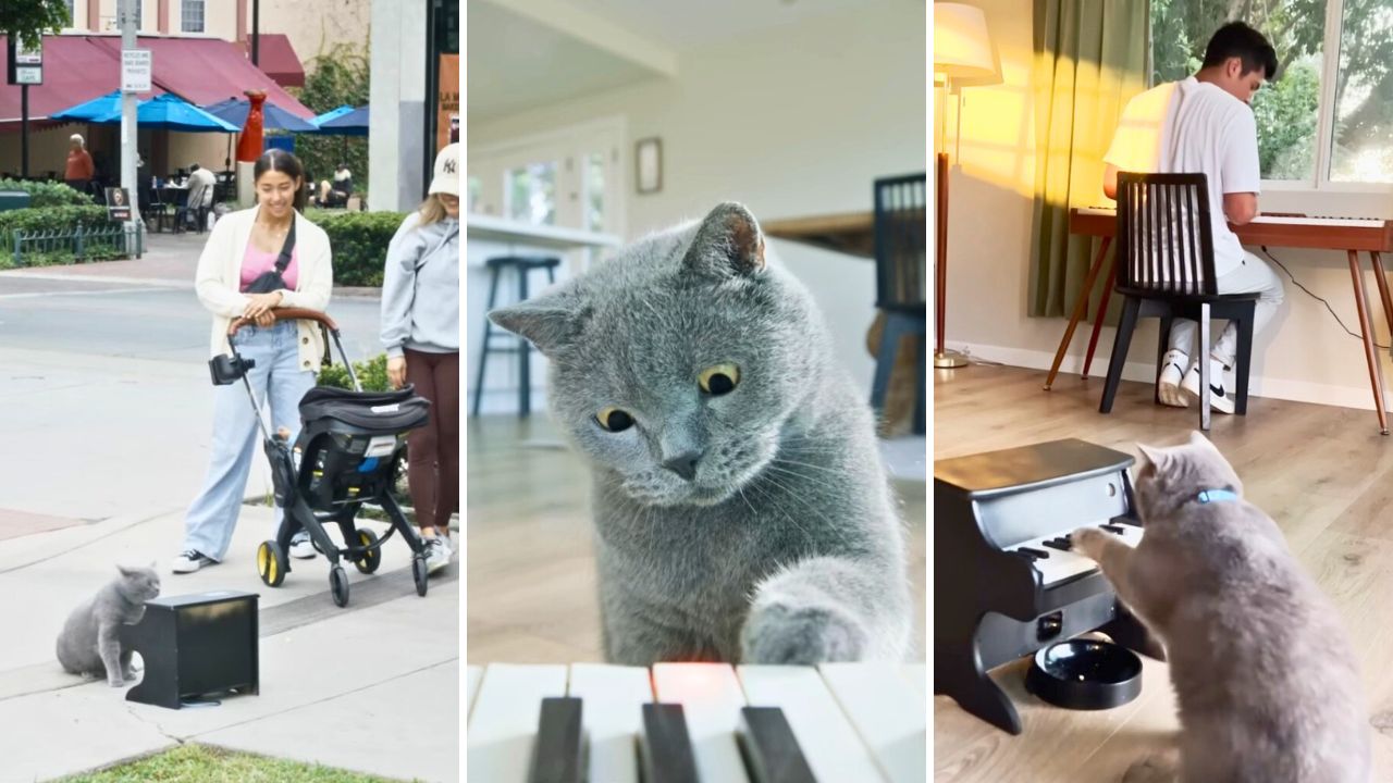 Someone Finally Trained Their Cat To Play Mozart And Created the First Cat Piano