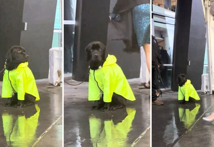 The Real Star of the Grammys: This Brave Bomb-Detection Dog in a Raincoat
