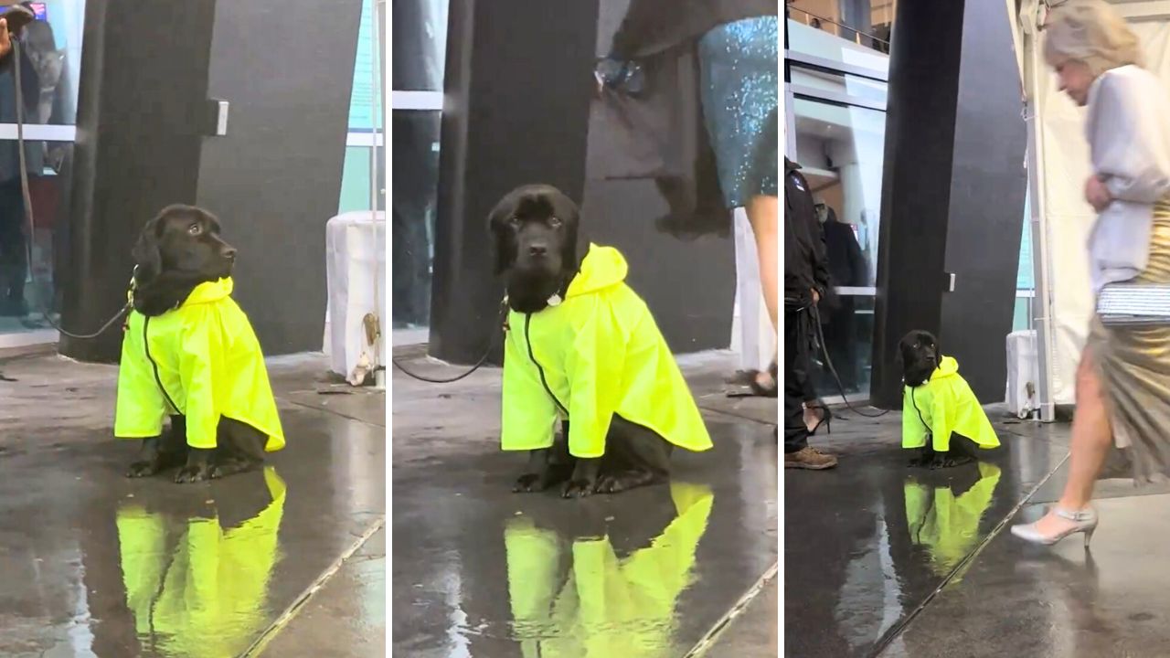 Maya the raincoat wearing bomb detection dog at the 2024 Grammy Awards