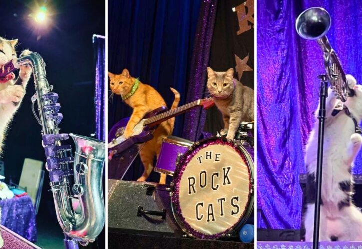 Tuna & The Rock Cats Are Going on Tour!