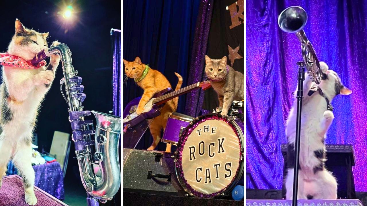 Tuna and the Rock Cats - The Amazing AcroCats - Jazz Cats