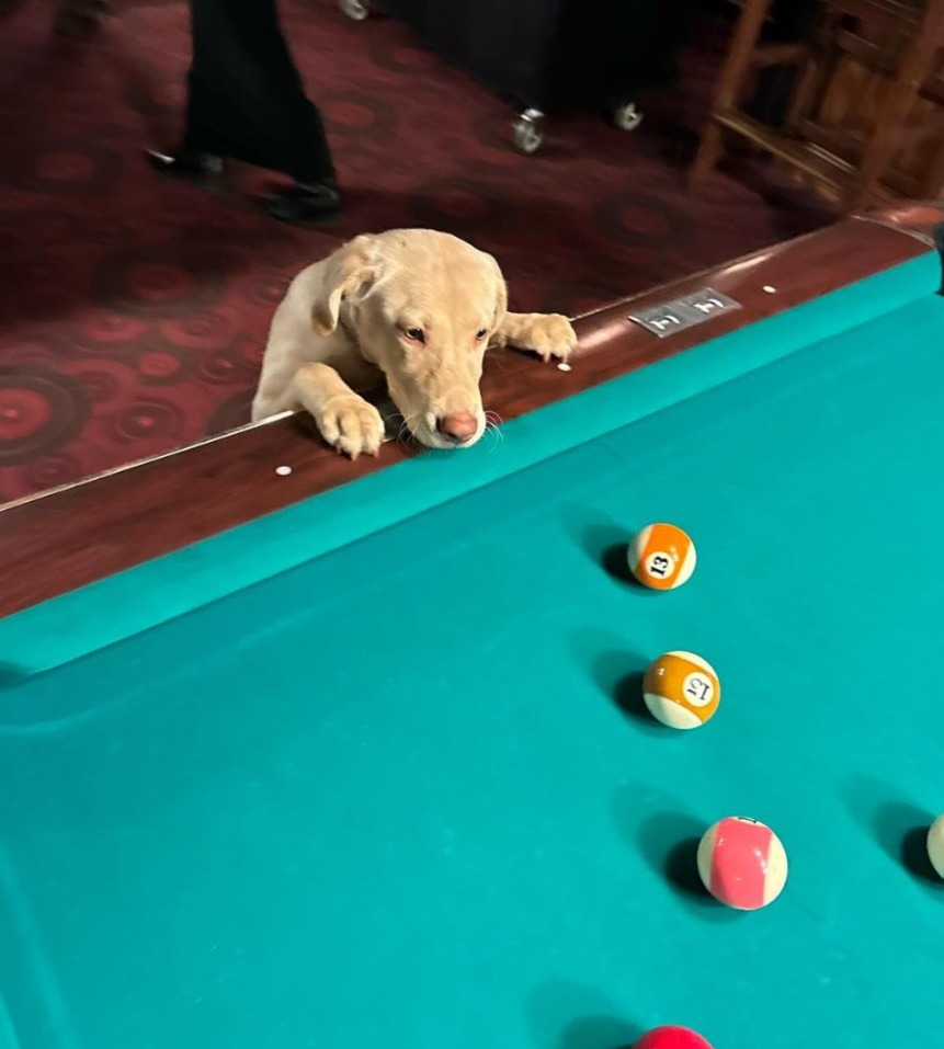 Zach Bryan playing pool with his dog Boston