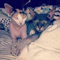 Behati Prinsloo's pet Two Sphynx Cats