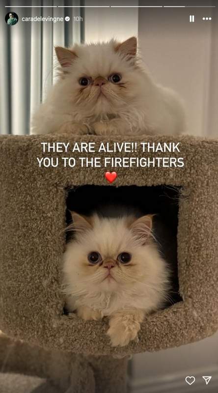 Cara Delevingne Instagram story that her cats survived the fire