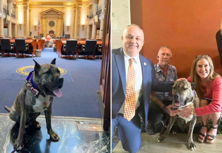 Celebrity Rescue Dog, Ethan Almighty, Helps Pass Anti-Animal Torture Legislation, ‘Ethan’s Law’