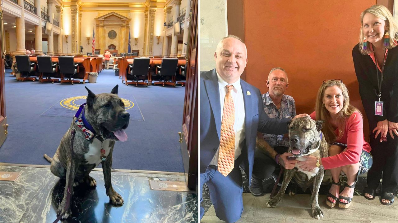 Celebrity Rescue Dog Ethan Almighty, Helps Pass Anti-Animal Torture Legislation Ethan’s Law
