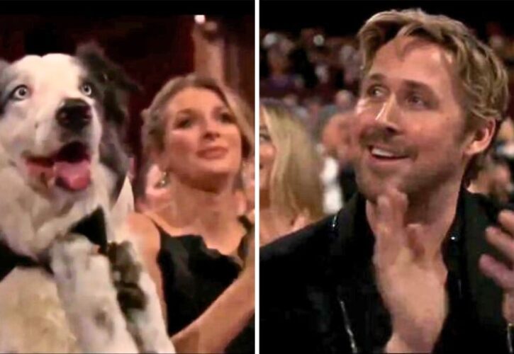 Dog Actor Messi Steals the Show at the 2024 Academy Awards