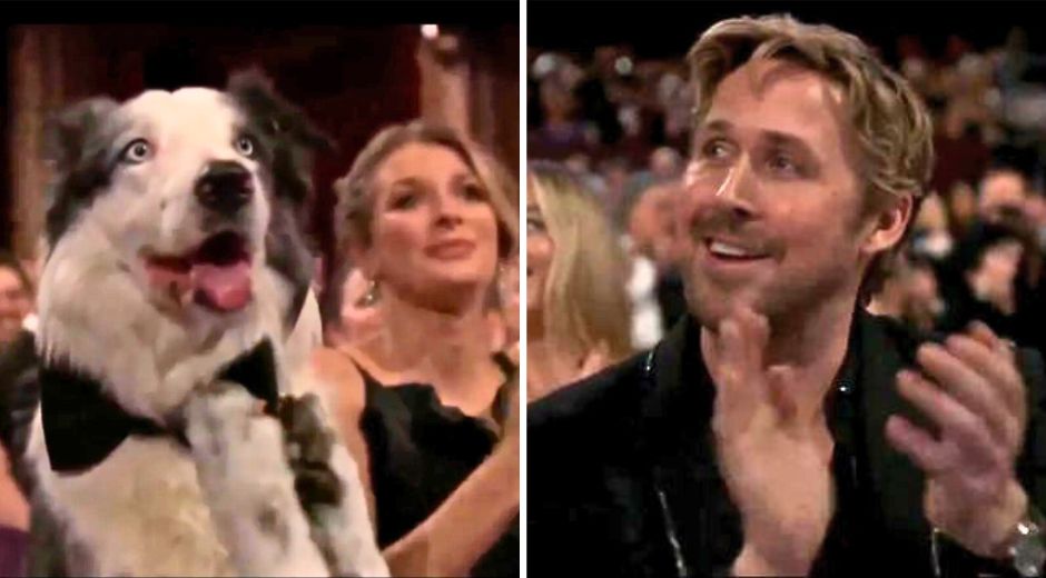 Dog Actor Messi Steals the Show at the Academy Awards