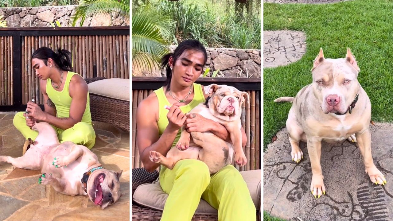 Influencer Bretman Rock Gives His Rescue Pitbulls and Bulldogs to Pedicures and Gossip