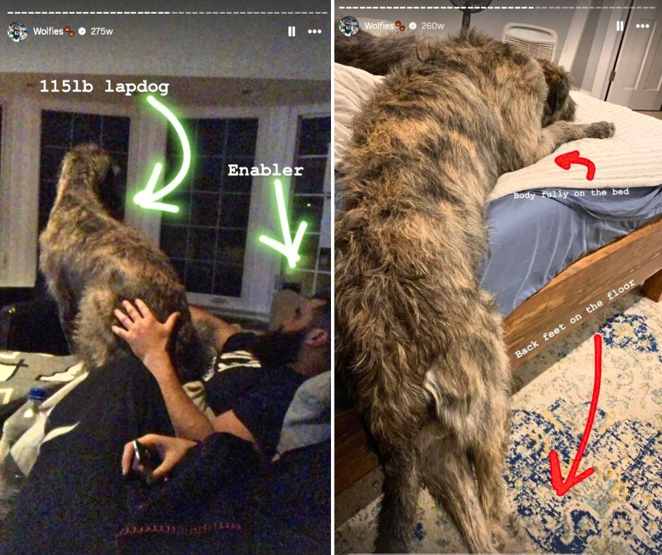 Kylie Kelce dog Winnie Instagram Stories