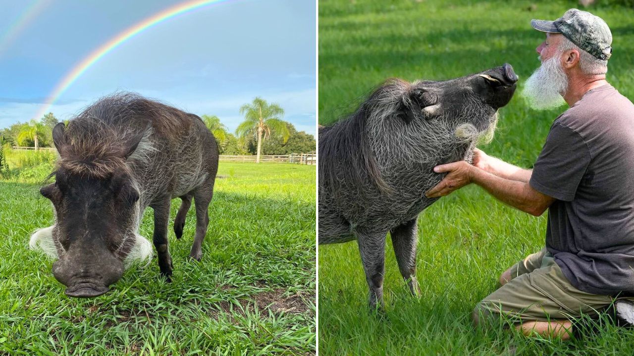 Meet Wallace the Rescued Warthog Influencer
