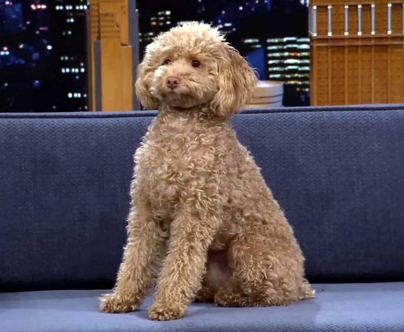 Millie Bobby Brown's dog Winnie on The Tonight Show couch