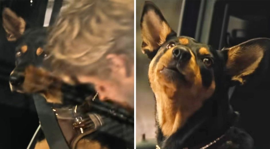 Ryan Gosling and dog costar in The Fall Guy movie