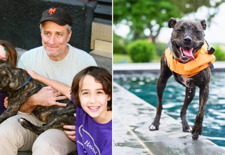 Since Jon Stewart’s Emotional Goodbye to His Rescue Dog, His Shelter Has Been Flooded With Donations