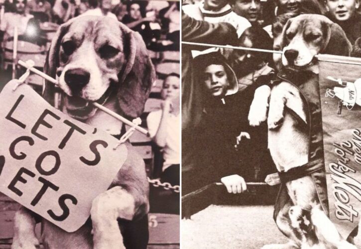 The Story of Homer the Beagle: The NY Mets’ First Mascot and the Only MLB Animal Mascot