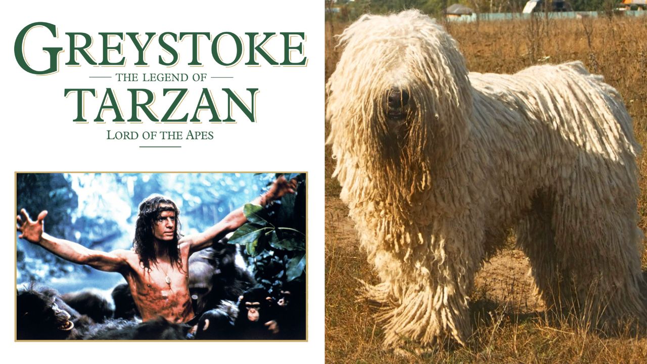 The Story of P.H. Vazak The Only Dog To Be Nominated for an Academy Award