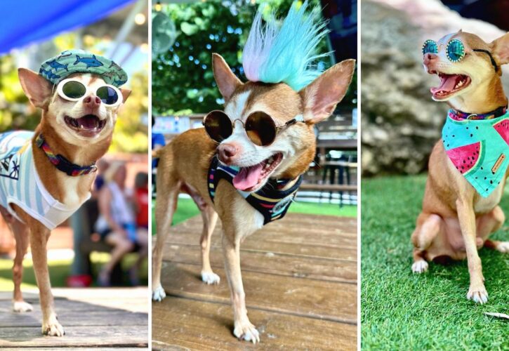 A Cutie Named Stewie: The Punk Tripawd Chihuahua Turned Philanthropist