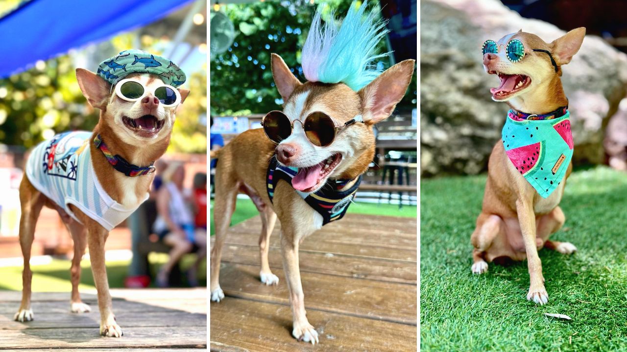A Cutie Named Stewie The Punk Tripawd Chihuahua Turned Philanthropist