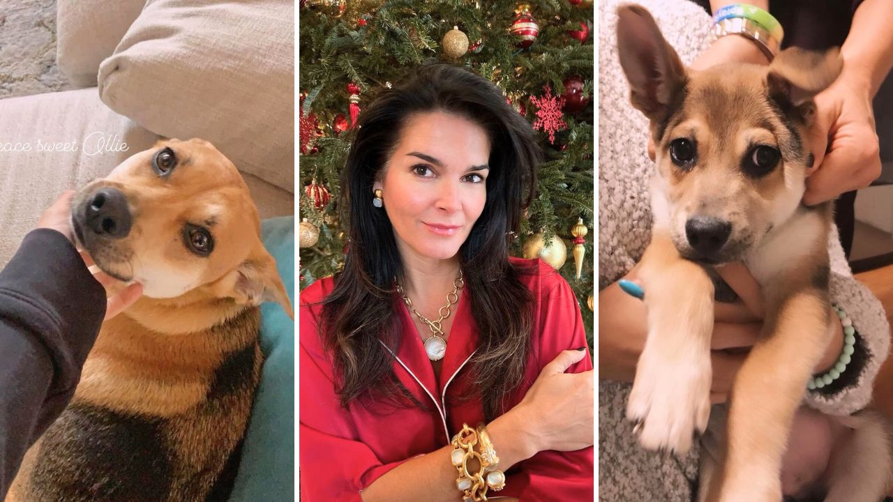 Angie Harmon shares hopeful messages after her dog is shot and killed by an Instacart driver