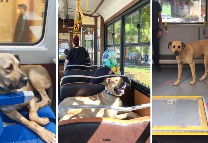 Boji, a Street Dog Famous for Using Public Transportation, Was Framed Over Politics