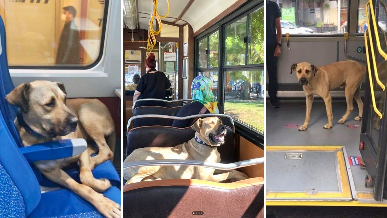 Boji a Street Dog Famous for Using Public Transportation Was Framed Over Politics