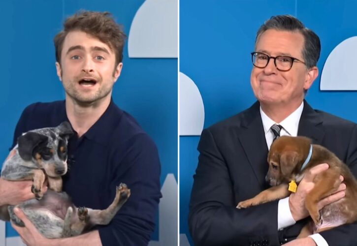 Daniel Radcliffe and Stephen Colbert Laugh (And Lie) to Help Get Rescue Dogs Adopted