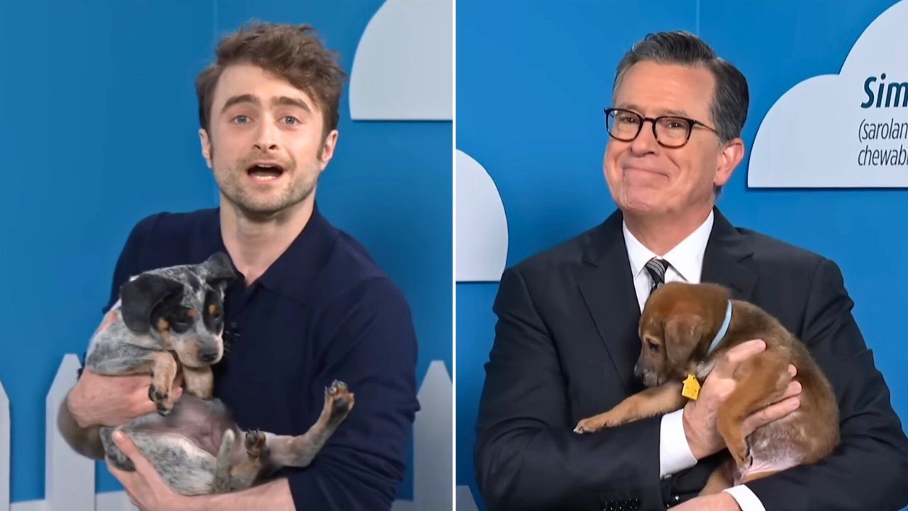 Daniel Radcliffe and Stephen Colbert help rescue dogs get adopted