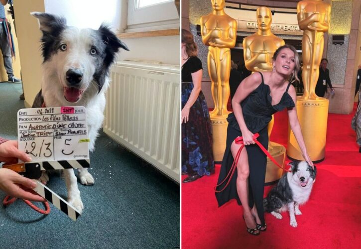 After Going Viral at the Oscars, Dog Actor Messi Lands His Own Reality TV Show