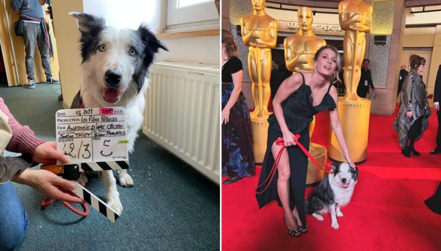 After Going Viral at the Oscars, Dog Actor Messi Lands His Own Reality TV Show