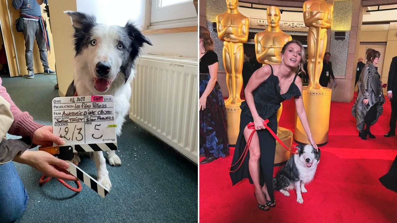 Dog actor Messi gets his own reality TV show at Cannes Film Festival