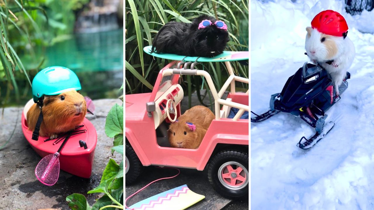 Fur Balls Inc A Guinea Pig Gang Living Their Best Lives