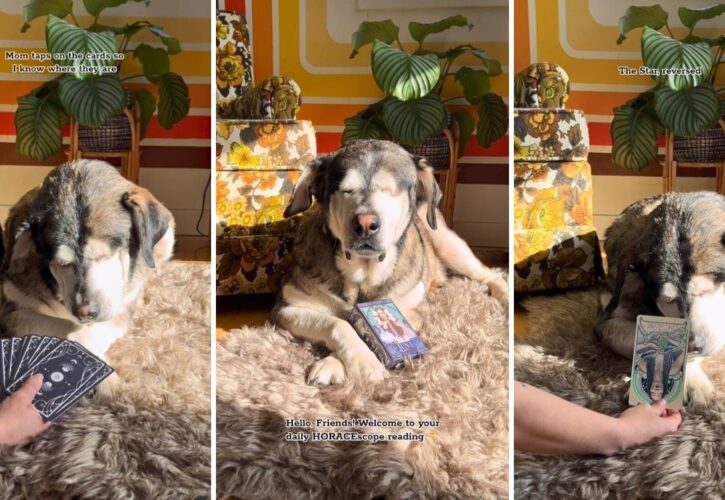 Get Your Daily Horoscope From Horace the Blind Rescue Pup