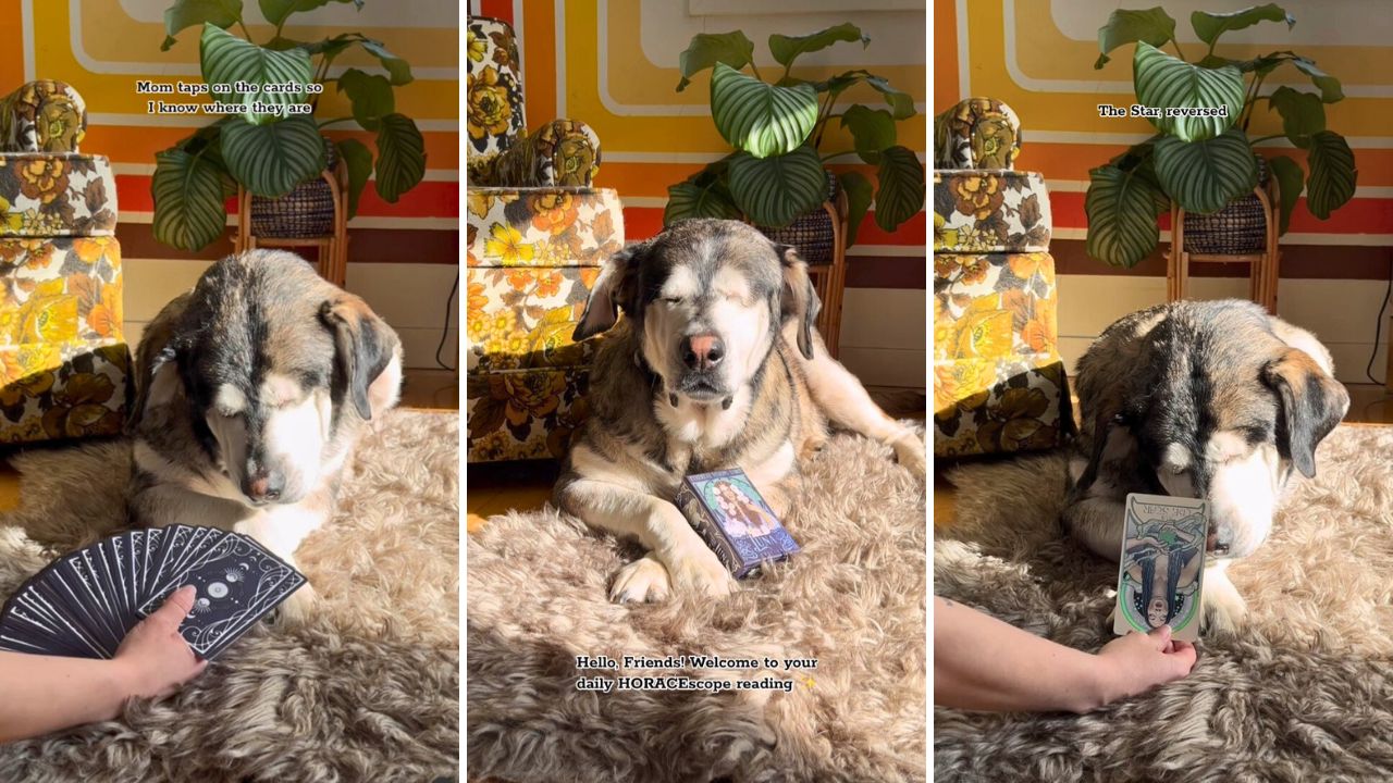 Get Your Daily Horoscope From Horace the Blind Rescue Pup