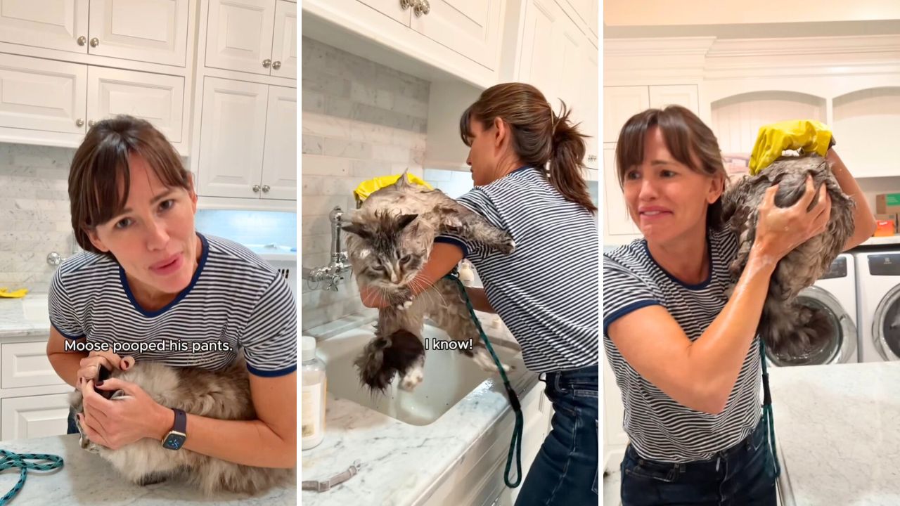 Jennifer Garner Shares Chaotic Video Bathing Her Huge Himalayan Cat