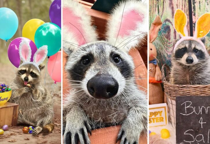Louie the Rescued Racoon is Crowned the 2024 Cadbury Bunny