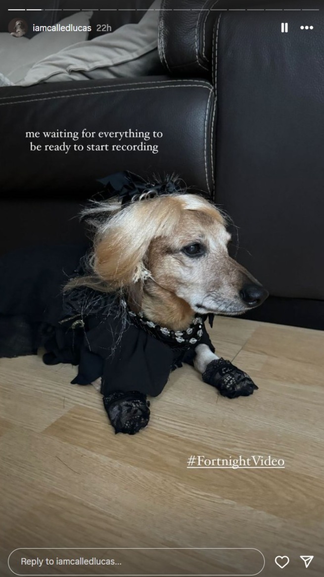 Lucas the Dog dressed as Taylor Swift in the Fortnight music video
