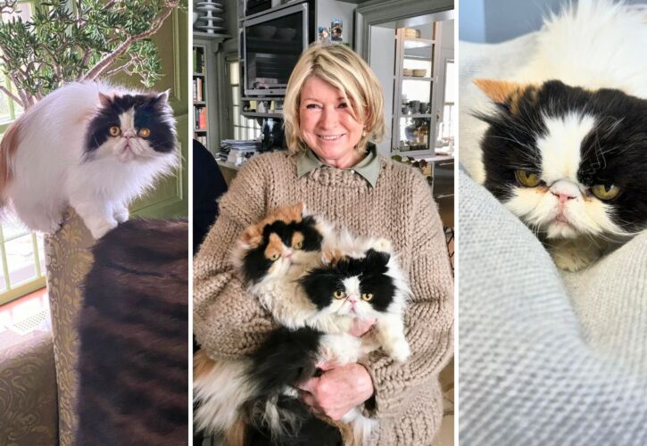 Martha Stewart Mourns the Loss of Empress Tang, Her 14-Year-Old Persian Cat