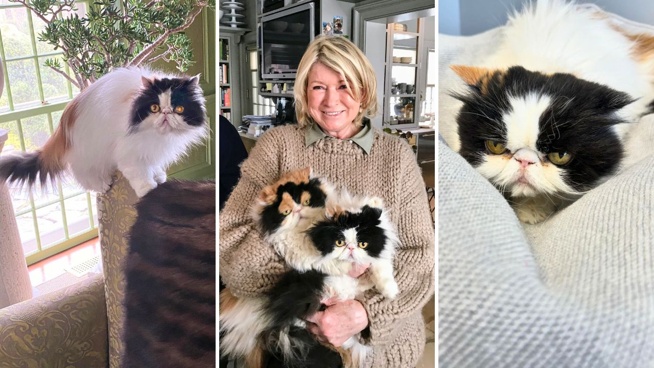 Martha Stewart Mourns the Loss of Empress Tang Her 14-Year-Old Persian Cat