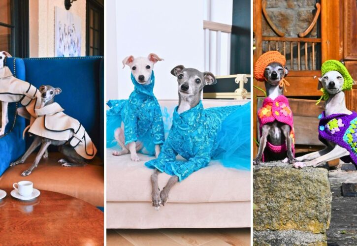 Meet Kala the Iggy, Protégé to Canine Fashion Icon Tika the Iggy