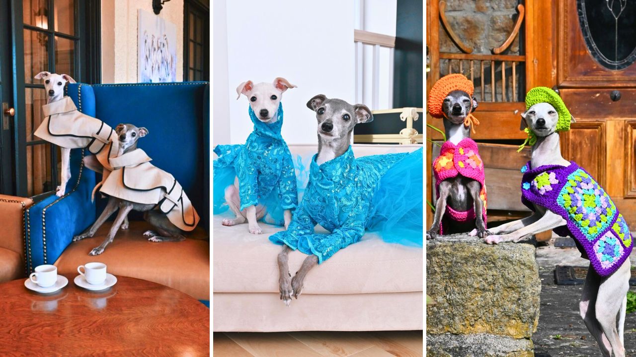 Meet Kala the Iggy Protege to Canine Fashion Icon Tika the Iggy