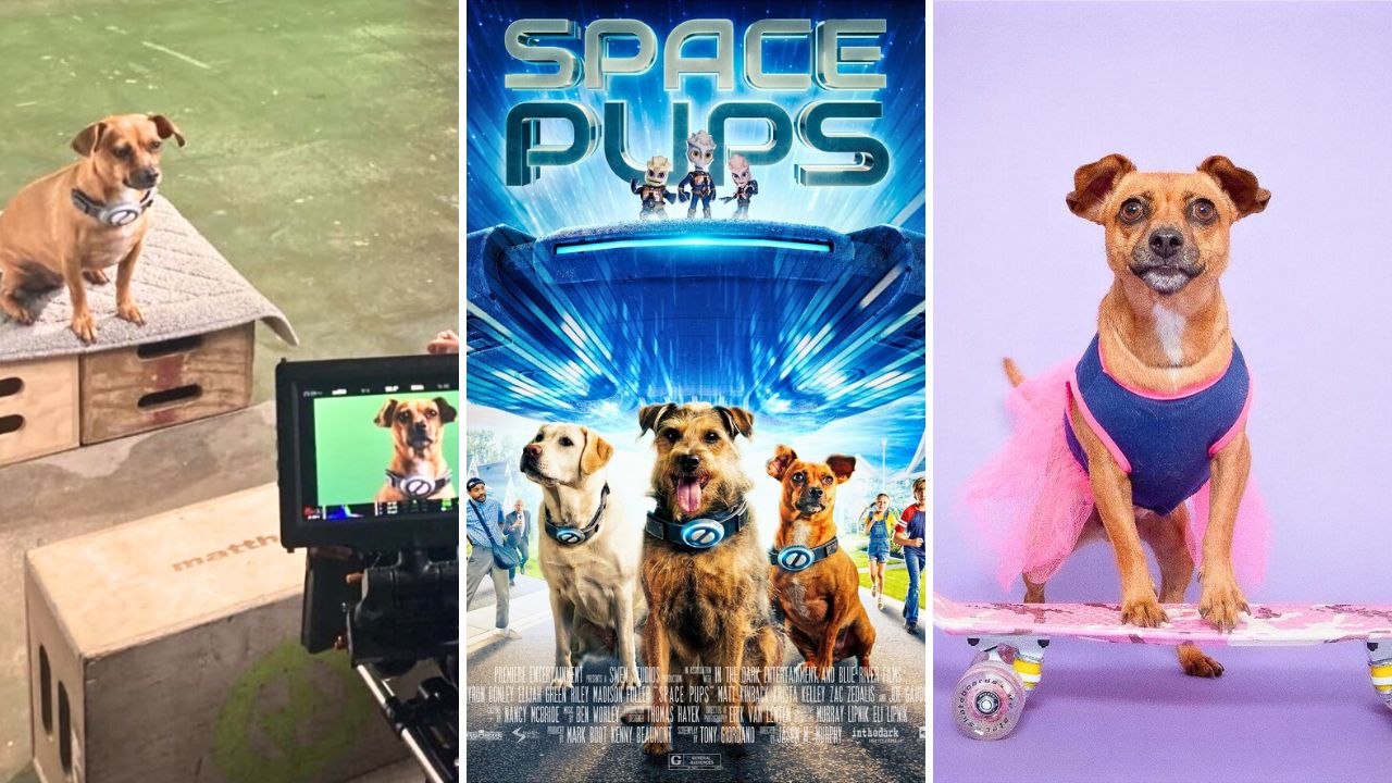 Meet Salsa Rescue Dog and Star of the Movie Space Pups