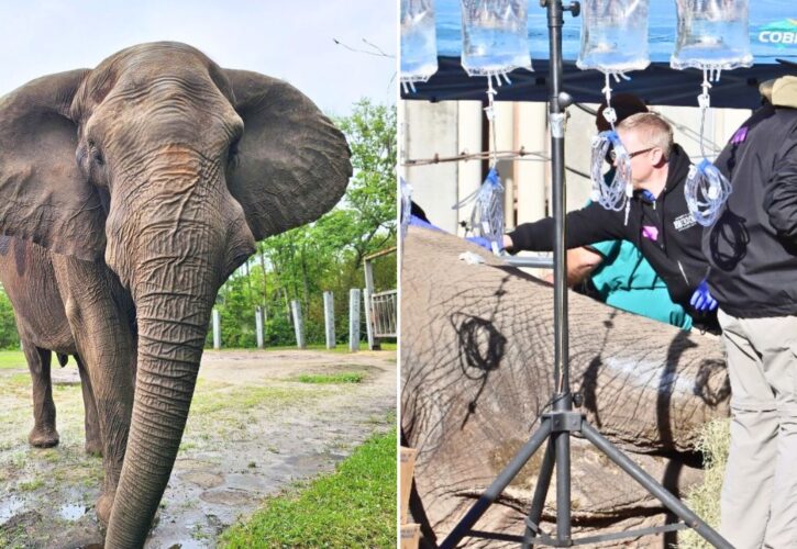 Michael Jackson’s Former Elephant Recovering From Tusk Surgery